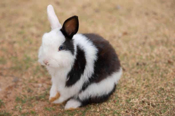 istock cute rabbit on the farm 1143057387