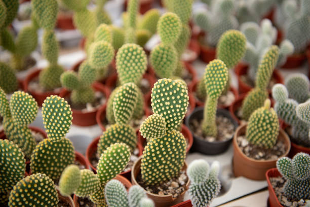 istock Cactus flower in a cultured farm 1143057722