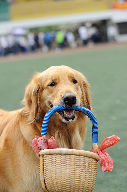 Golden retriever dog holding basket stock photo