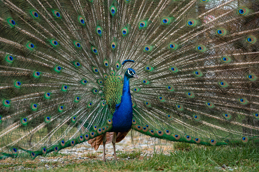 Close-up of beautiful peacock feathers.