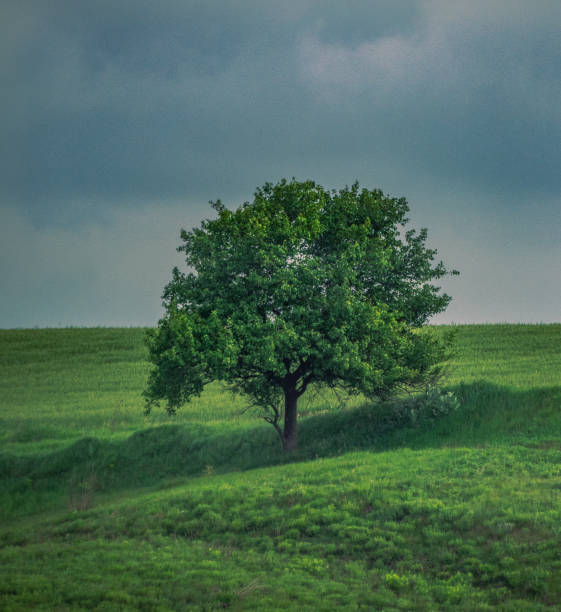 istock Fields landscape in summer sunset and sunrise 1143058300