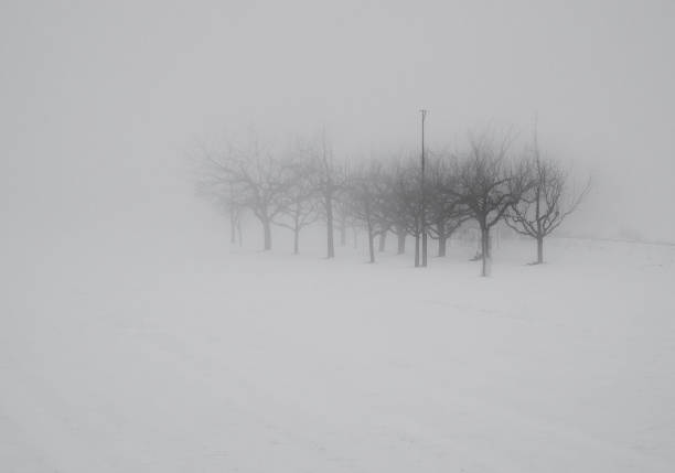 mist, black and white, snow, group of trees