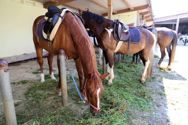 istock Horses at the horse ranch 1143061204