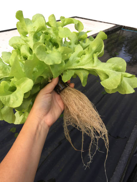фермер собирает растения гидропоники. аэропоника салат овощной. - aeroponics стоковые фото и изображения