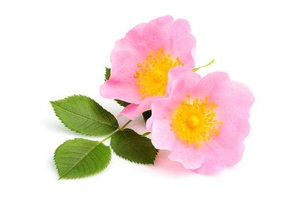 istock Rosehip flowers with leaf isolated. 1143062685