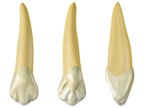 Photo of maxillary canine tooth in the buccal, palatal and lateral views. Realistic 3d illustration of maxillary canine tooth.
