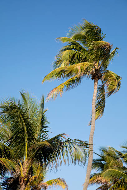 istock Palm Trees in the breeze, late day sun 1143066217