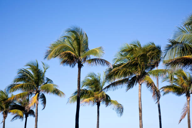 istock Row of Palm Trees in late day sun 1143066221