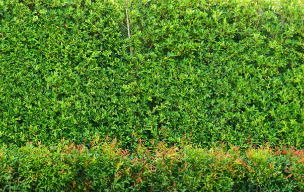 istock Green asia leaves background in garden 1143066251