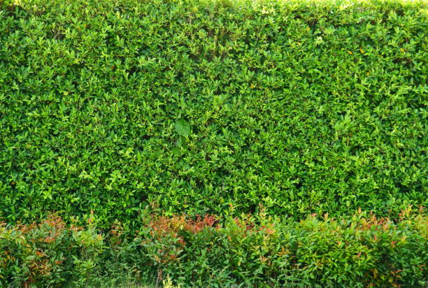 istock Green hedge with white fence background 1143066349