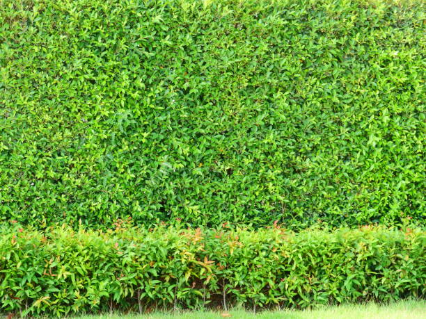 istock Textured green vertical garden background 1143067139
