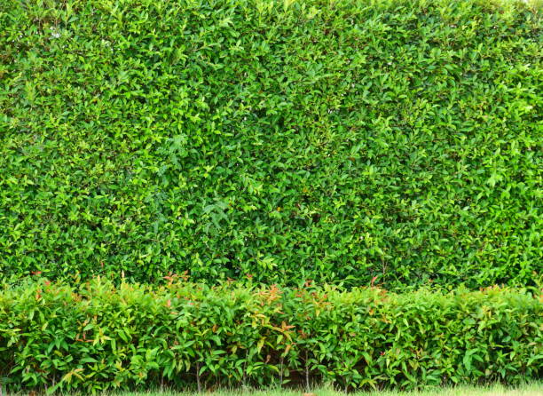 istock Leaves wall in natural fence 1143067189
