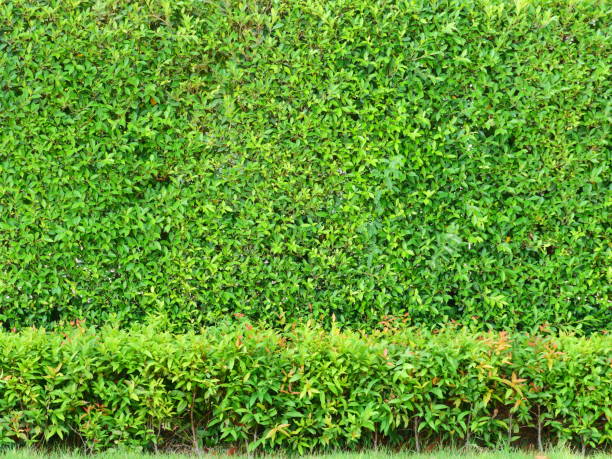 istock Green hedge with white fence 1143067228