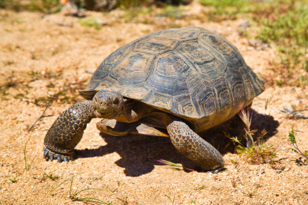 tartaruga del deserto - desert tortoise foto e immagini stock