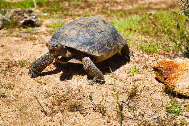 tartaruga del deserto - desert tortoise foto e immagini stock