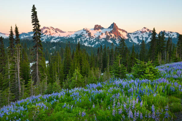 istock Paradise area at Mount Rainier National Park 1143068879