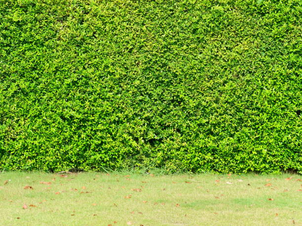 istock Banyan green leaves wall 1143069199