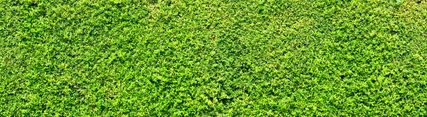 Abstract green leaves natural wall.