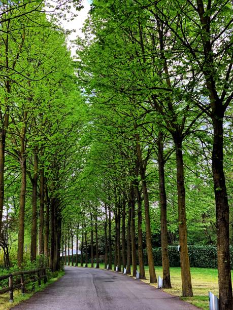 istock Alley with plant 1143069272