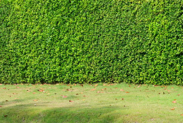 istock Textured green vertical in asia garden 1143069358