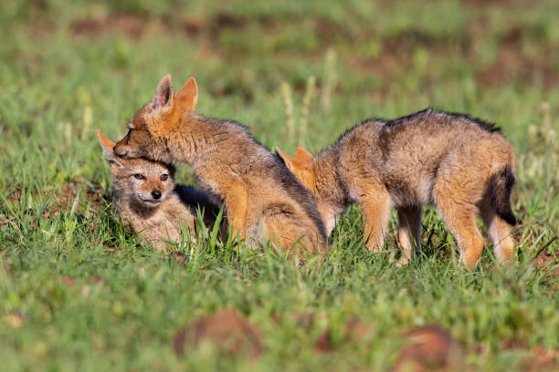 istock Three Black Backed Jackal puppies play in short green grass to develop their skills 1143069387