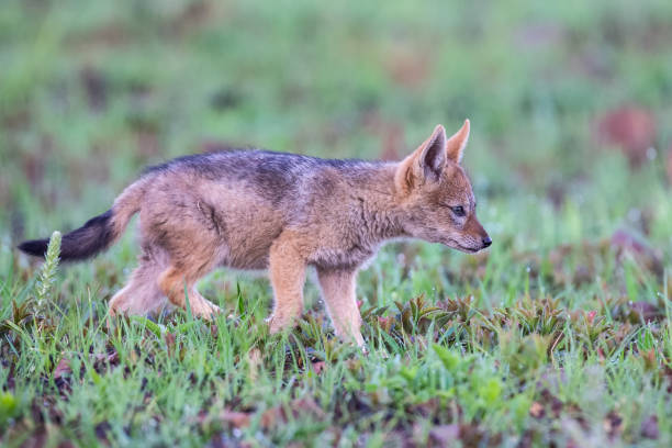istock Lone Black Backed Jackal pup standing in short green grass explore the world 1143069397