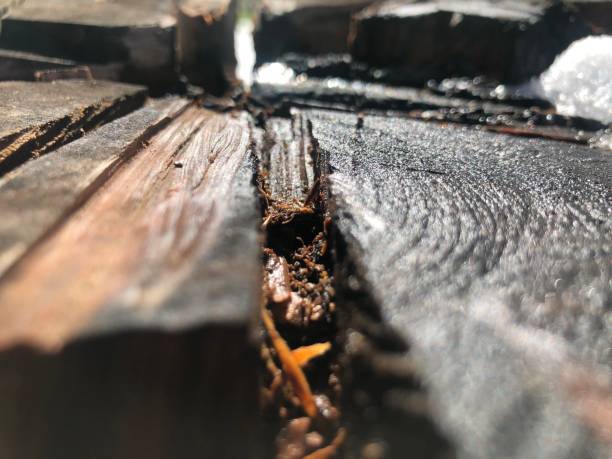 istock Wood bark close up 1143069460