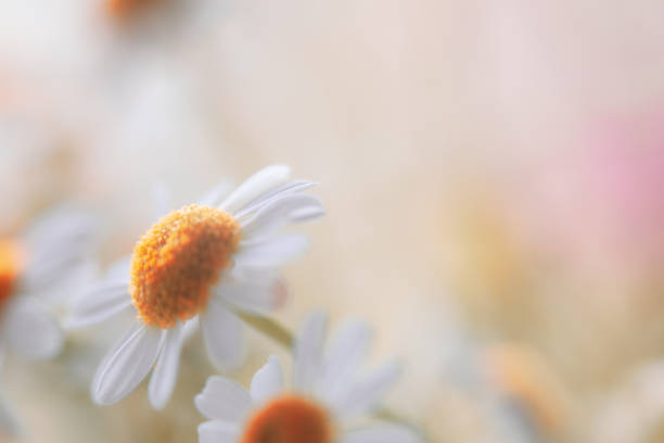istock Soft Pastel Colored Daisy Flower Background with Copy Space 1143069523