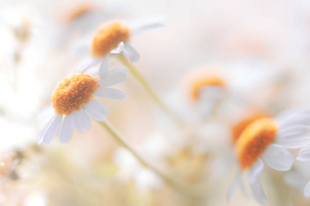 istock Cheeful Soft Pastel Colored Daisy Flower Background with Copy Space 1143069618