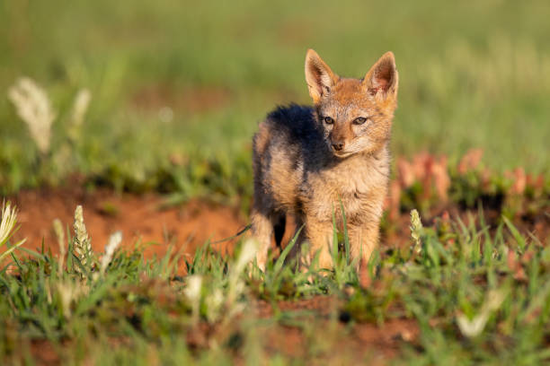 istock Lone Black Backed Jackal pup standing in short green grass explore the world 1143069631