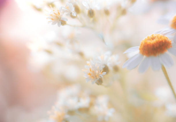 suave color pastel daisy flor fondo con copiar espacio - detalle de primer plano fotos fotografías e imágenes de stock