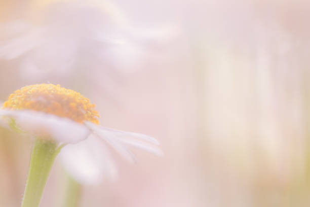istock Soft Pastel Colored Daisy Flower Background with Copy Space 1143069700