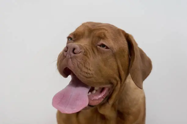 Cute french mastiff puppy with a long tongue. Bordeaux mastiff or bordeauxdog. Five month old. Pet animals.