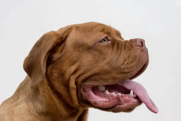 Cute french mastiff puppy with a lolling tongue. Bordeaux mastiff or bordeauxdog. Five month old. Pet animals.