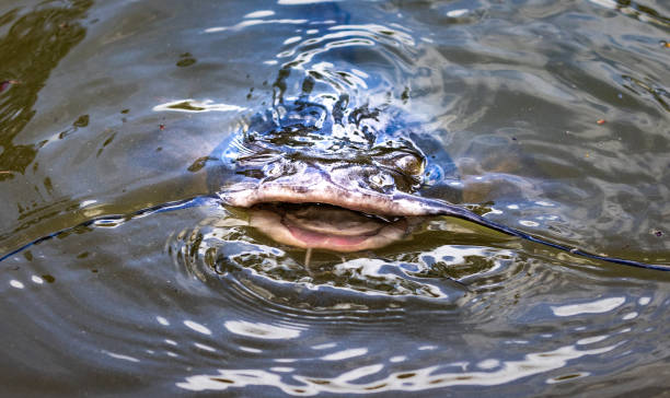Catfish A catfish with open mouth, breaking above water. bullhead fish stock pictures, royalty-free photos & images