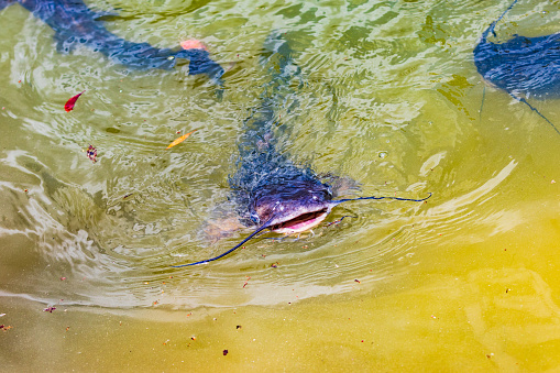 Catfish vie over small bits of food in a pond.