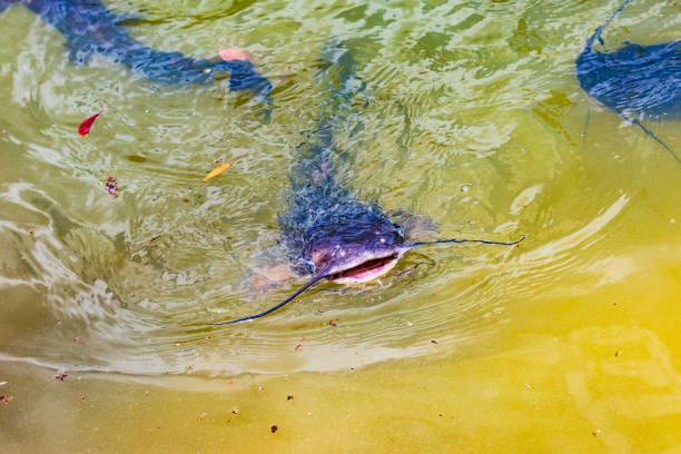 Catfish Catfish vie over small bits of food in a pond. bullhead fish stock pictures, royalty-free photos & images