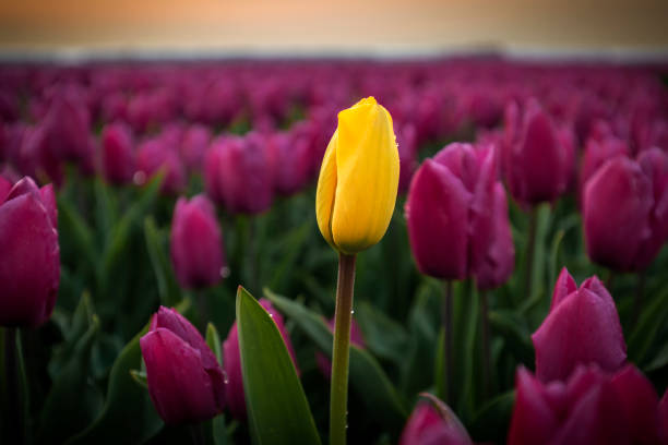 istock Tulip standing out of a field 1143070761