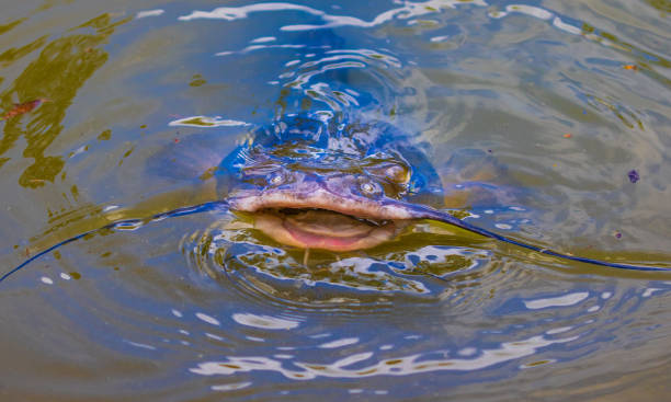 Catfish A catfish with open mouth, breaking above water. bullhead fish stock pictures, royalty-free photos & images
