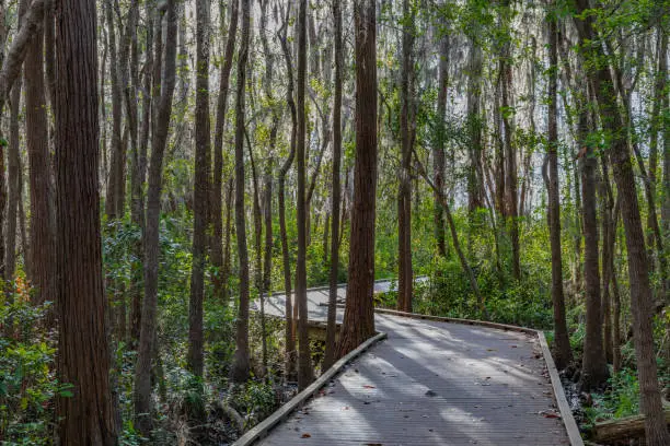 Photo of Boardwalk through swamp