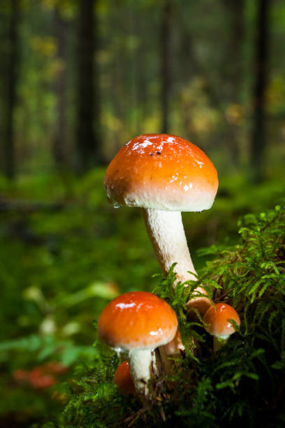 istock Mushroom close-up in the forest 1143071000