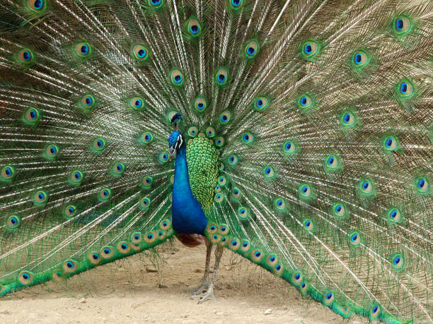 istock Animals in captivity and natural environments 1143072393