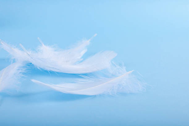 istock A lot of white feathers on a blue background. Light shades and selective focus. Copy space. 1143072804