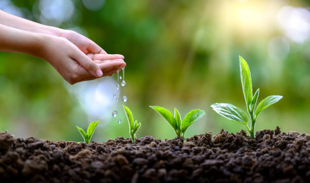 木の手で実生植物を育てます。ボケ味緑背景女性手自然フィールド草森林保全概念のツリーを保持 - seedling tree plant green ストックフォトと画像