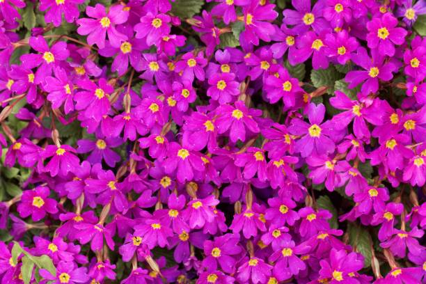 istock Pink flowers of Primula x pruhoniciana 1143073991