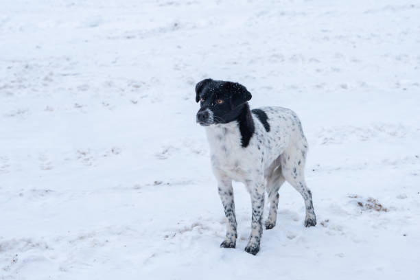 istock A sad dog stands on the snow 1143074059