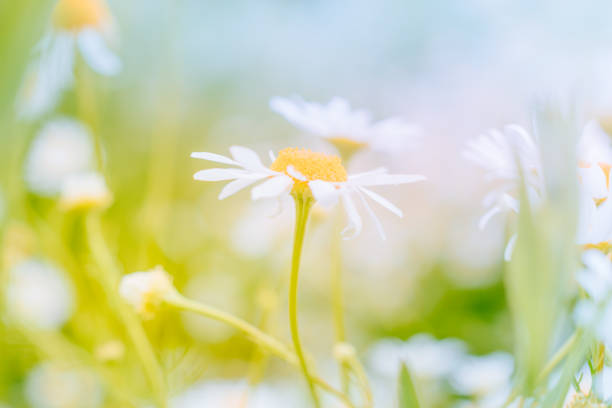 istock Daisies on a summer green meadow. Blurred floral background 1143074060