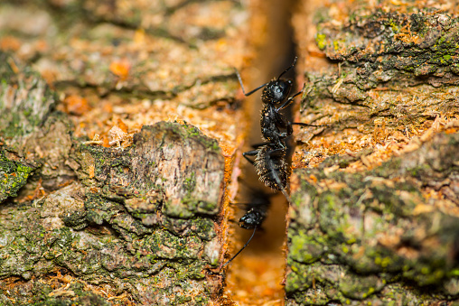 Black ants on the log