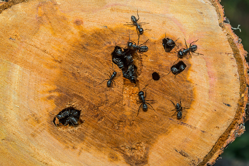 Black ants on the stump