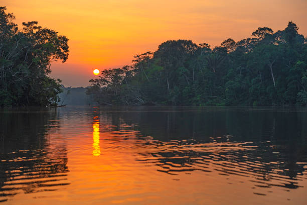 amazon rainforest sunset reflection - tropical rainforest rainforest costa rica tree area imagens e fotografias de stock